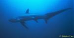 Pelagic Thresher Shark 1600 neg 02