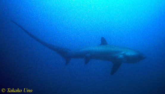 Pelagic Thresher Shark 1600 neg 04