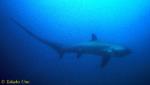 Pelagic Thresher Shark 1600 neg 04