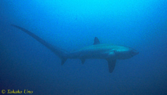 Pelagic Thresher Shark 1600 neg 05