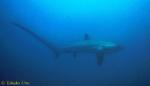 Pelagic Thresher Shark 1600 neg 05