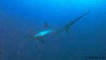 Pelagic Thresher Shark 1600 neg 06b