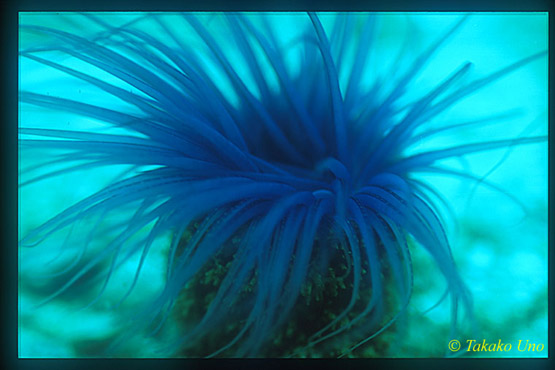 Tube Anemone 01