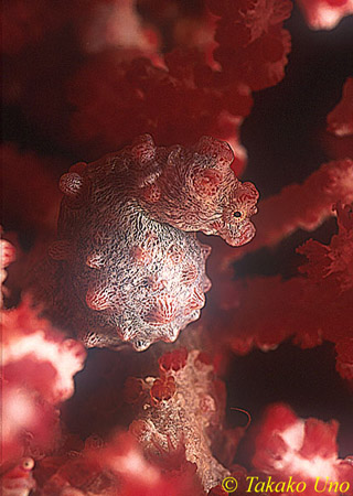 Pygmy Seahorse 03