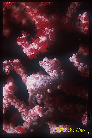 Pygmy Seahorse 01