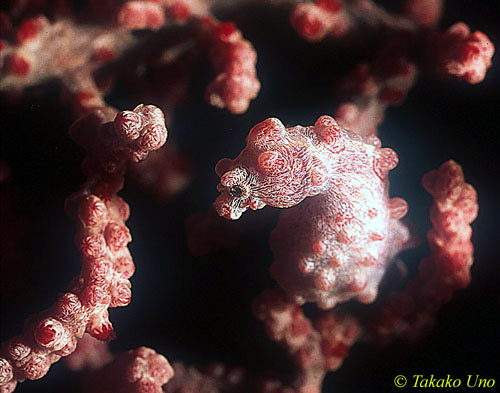 Pygmy Seahorse 05reg