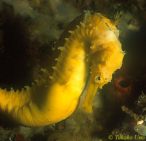 Seahorse hixtrix yellow 02
