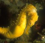 Seahorse hixtrix yellow 02