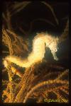 Seahorse hixtrix white 02 on black coral