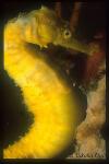 Seahorse hixtrix yellow 01