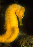 Seahorse hixtrix yellow 03