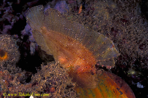 Leaf Scorpionfish 01