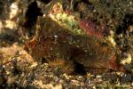 Velvet Scorpionfish 01