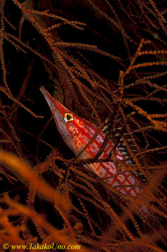 Longnose Hawkfish 01