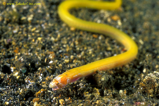 Eel Eating