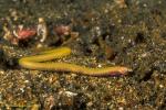 Baby Eel eating shrimp 03