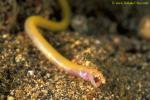 Baby Eel eating shrimp 04