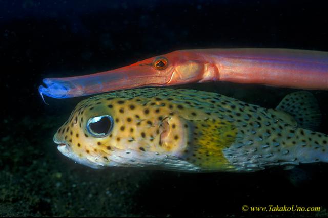 Black Spotted Puffer & Trumpet 02