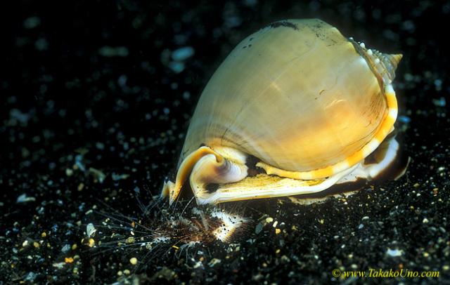 Conch feeding on Sea Biscuit Urchin 01