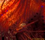 Commensal Crab on Urchin spine 01b