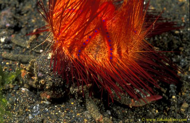 Decorated Crab with Urchin 01