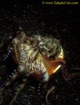 Coconut Octopus 05 walking with shells