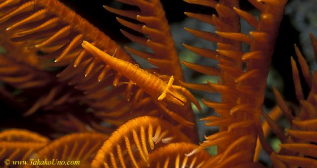 Crinoid Shrimp 01 P amboneiss