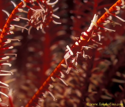 Crinoid Shrimp 03 P amboneiss