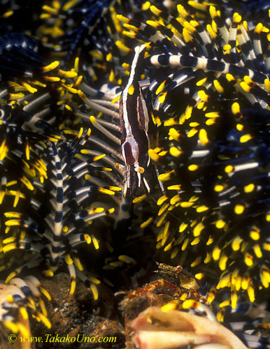 Crinoid Shrimp 04