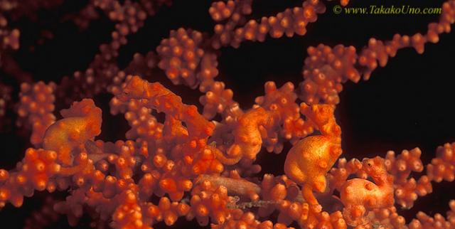 Denise Pygmy Seahorse 01 6 horses