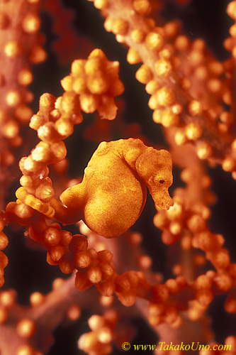 Denise Pygmy Seahorse 02 pregnant male