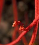 Denise Pygmy Seahorse 03 red on whip