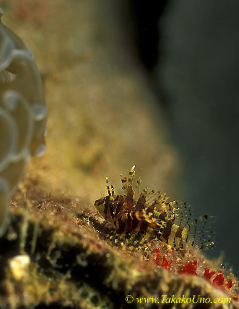 Dwarf Lionfish baby 01