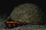 Flamboyant Cuttlefish laying eggs 02 in coconut