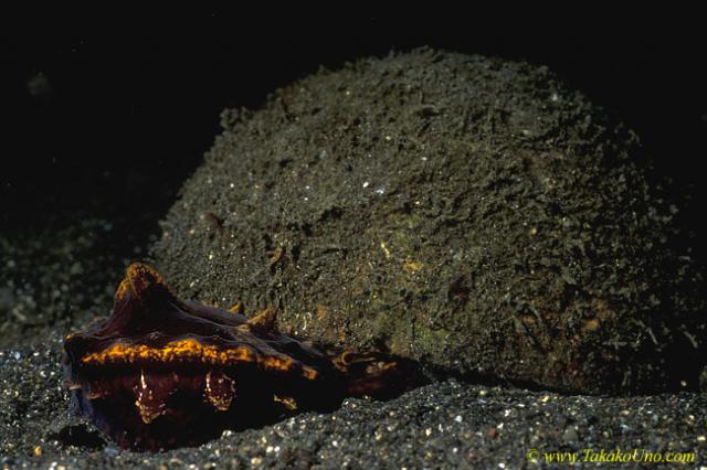 Flamboyant Cuttlefish laying eggs 02 in coconut