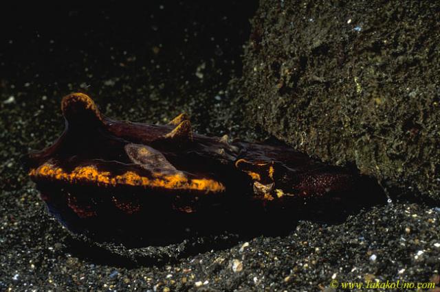 Flamboyant Cuttlefish laying eggs 03 in coconut