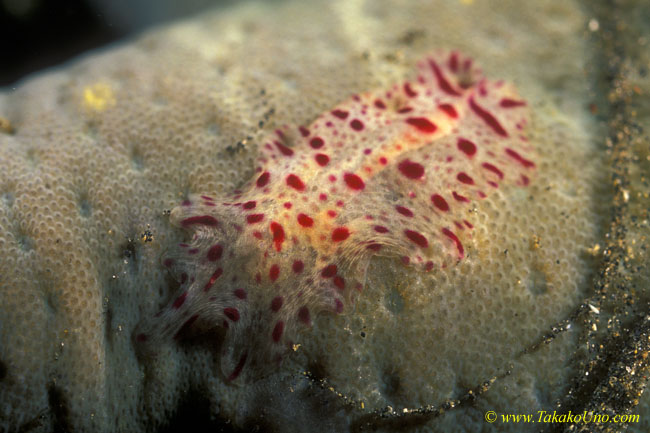 Flatworm 03 on sea star