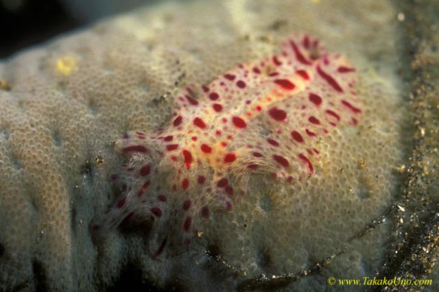 Flatworm 03 on sea star