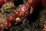 Flatworms feeding shrimps on seastar 01