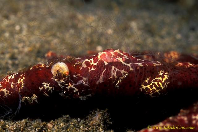 Flatworms feeding shrimps on seastar 02