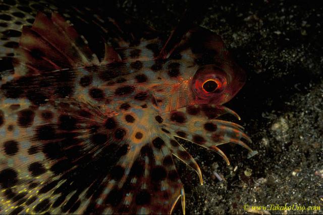 Flying Gurnard adult 01