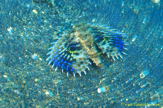 Flying Gurnard baby 01