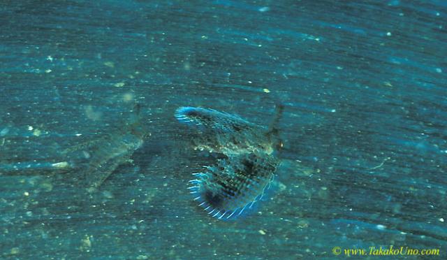 Flying Gurnard baby 03