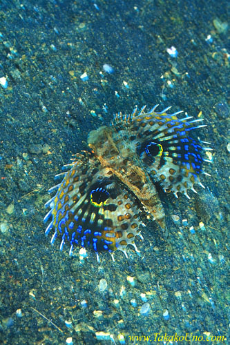 Flying Gurnard baby 04