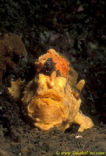Frogfish 11 Warty