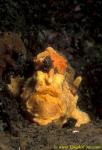 Frogfish 11 Warty