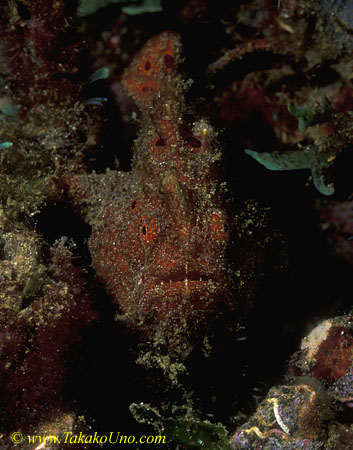 Frogfish 16