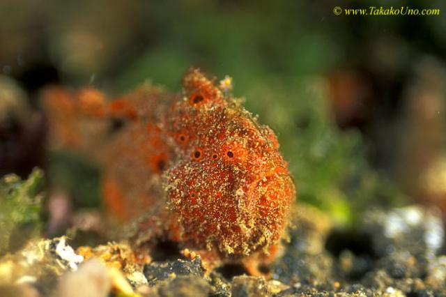 Frogfish 17