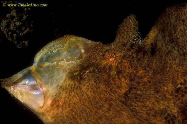 Frogfish 18 Giant yawning