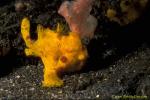 Frogfish 19